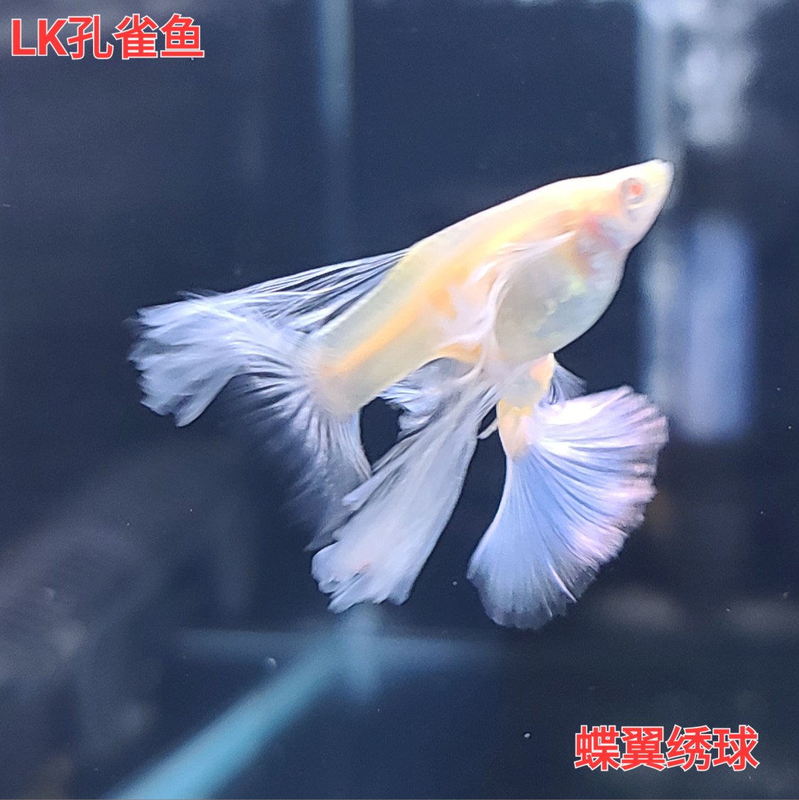 天空蓝 蓝白蝶翼绣球大C 精品绣球鱼苗 蓝白大C孔雀鱼鱼苗 - 图1