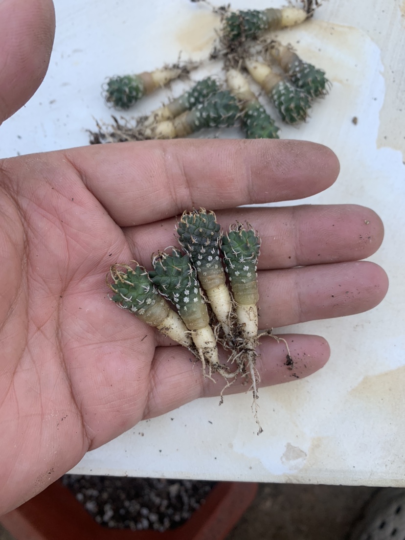 安德森丸娇丽属Turbinicarpus schmiedickeanus andersonii仙人球-图2