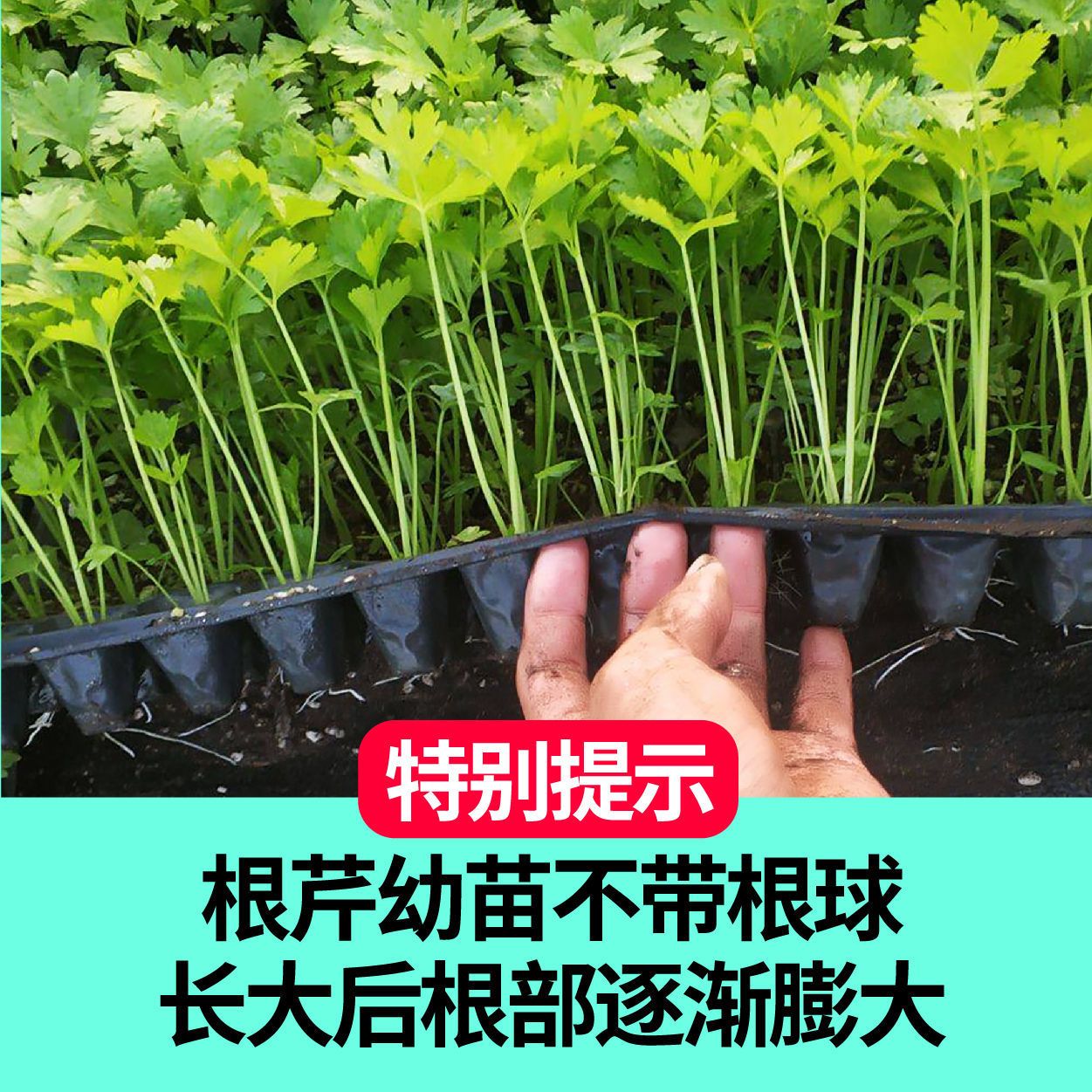 根芹苗四季芹菜苗子阳台庭院辣椒番茄苗西红柿贝贝番茄寿光蔬菜苗 - 图1