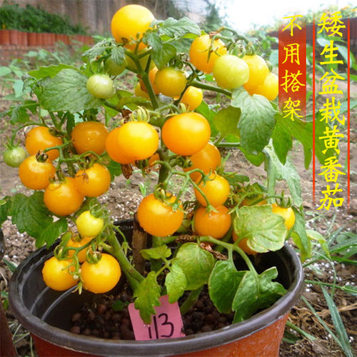 矮生番茄苗秧盆栽小番茄苗树带果釜山88嫁接番茄苗老品种四季盆栽 - 图0