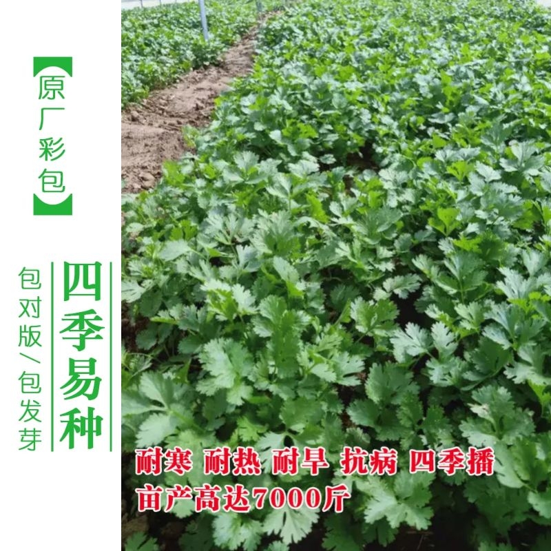 香菜苗籽种子根苗菜种老品种速生阳台大小叶四季阳台种香菜芫荽种 - 图1