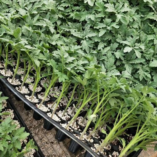矮生番茄苗秧盆栽小番茄苗树带果釜山88嫁接番茄苗老品种四季盆栽 - 图2