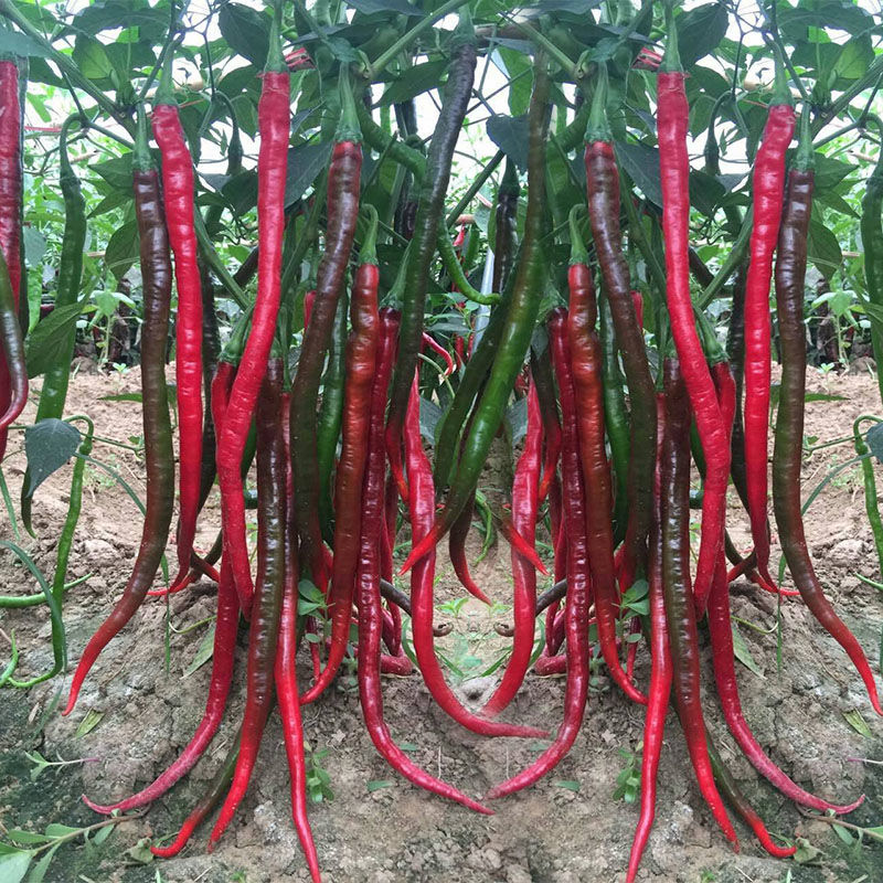 辣椒苗苗子秧苗夏秋四季种植食用青椒牛角椒菜椒线杭椒寿光蔬菜苗 - 图2