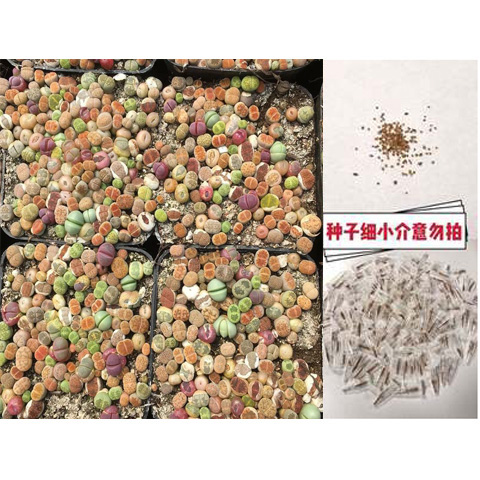 多肉植物 100粒生石花混合种子 30多个品种 红绿齐全 绿植盆栽