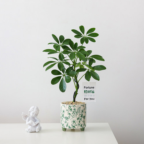 鸭掌木盆栽室内客厅植物办公室桌面懒人好养花卉四季常青绿植盆景 - 图0