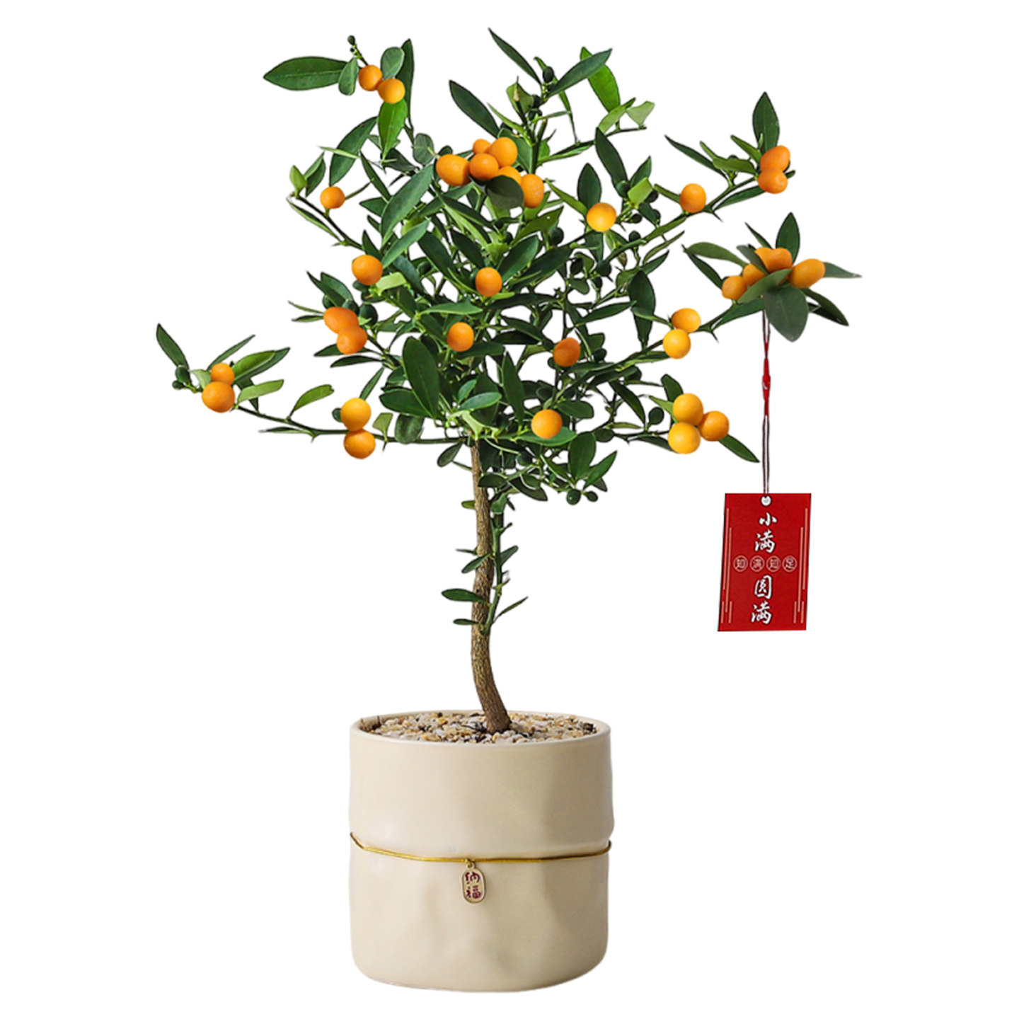 金豆盆栽带果客厅植物办公室内工位桌面四季好养绿植净化空气花卉,淘宝优惠券,粉丝福利购,淘宝优惠卷