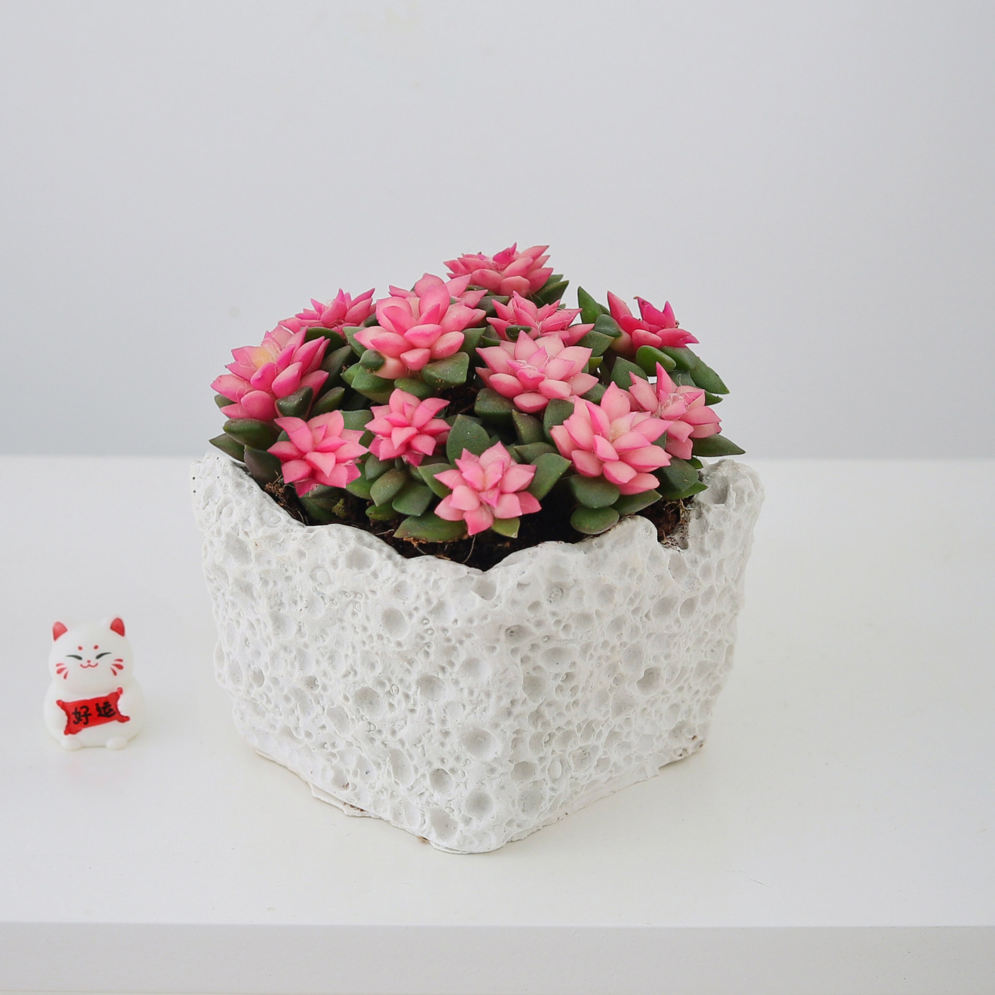 吹雪之松多肉植物粉色肉肉桌面阳台好养新手绿植室内花卉盆栽礼物,淘宝优惠券,粉丝福利购,淘宝优惠卷
