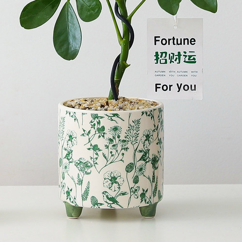 鸭掌木盆栽室内客厅植物办公室桌面懒人好养花卉四季常青绿植盆景 - 图1