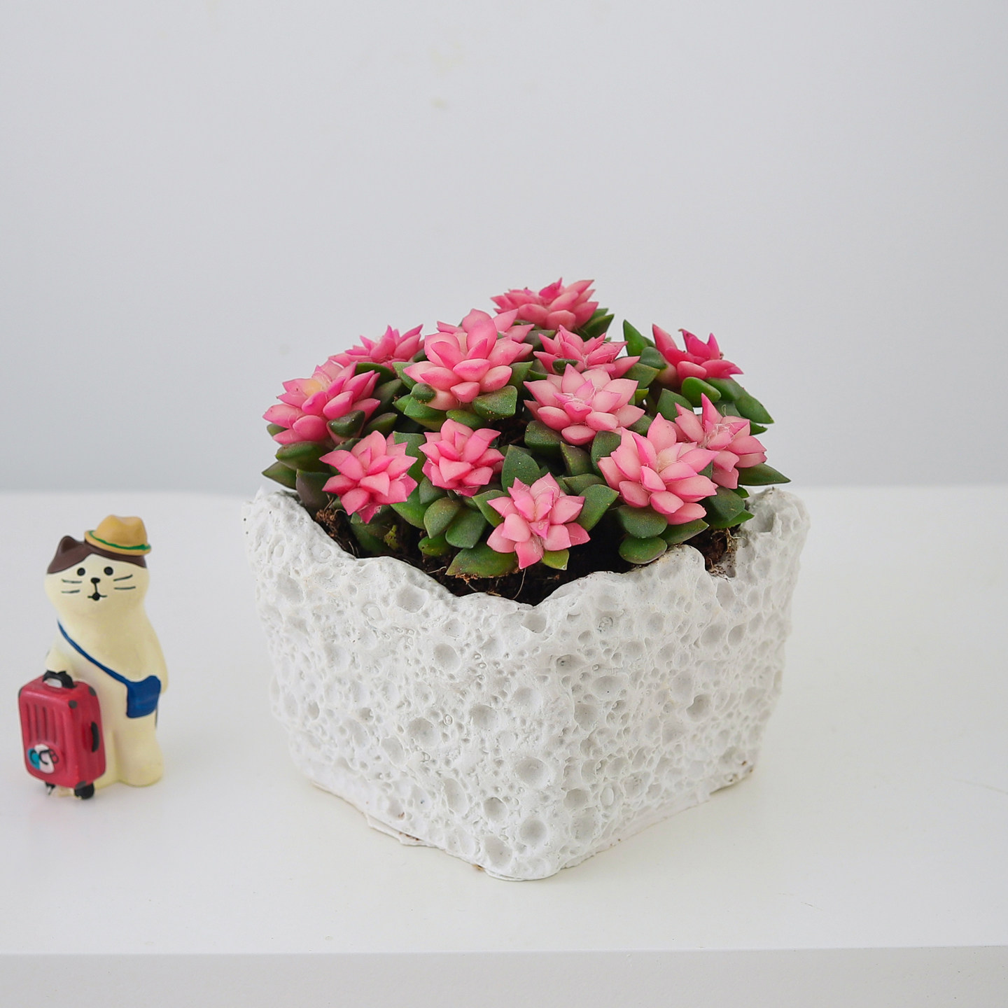 吹雪之松多肉植物粉色肉肉桌面阳台好养新手绿植室内花卉盆栽礼物,淘宝优惠券,粉丝福利购,淘宝优惠卷