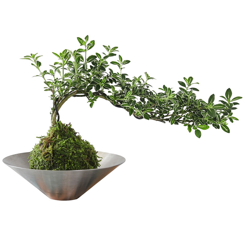 苔藓球六月雪盆栽室内桌面绿植好养水培植物净化空气植物花卉盆景,淘宝优惠券,粉丝福利购,淘宝优惠卷