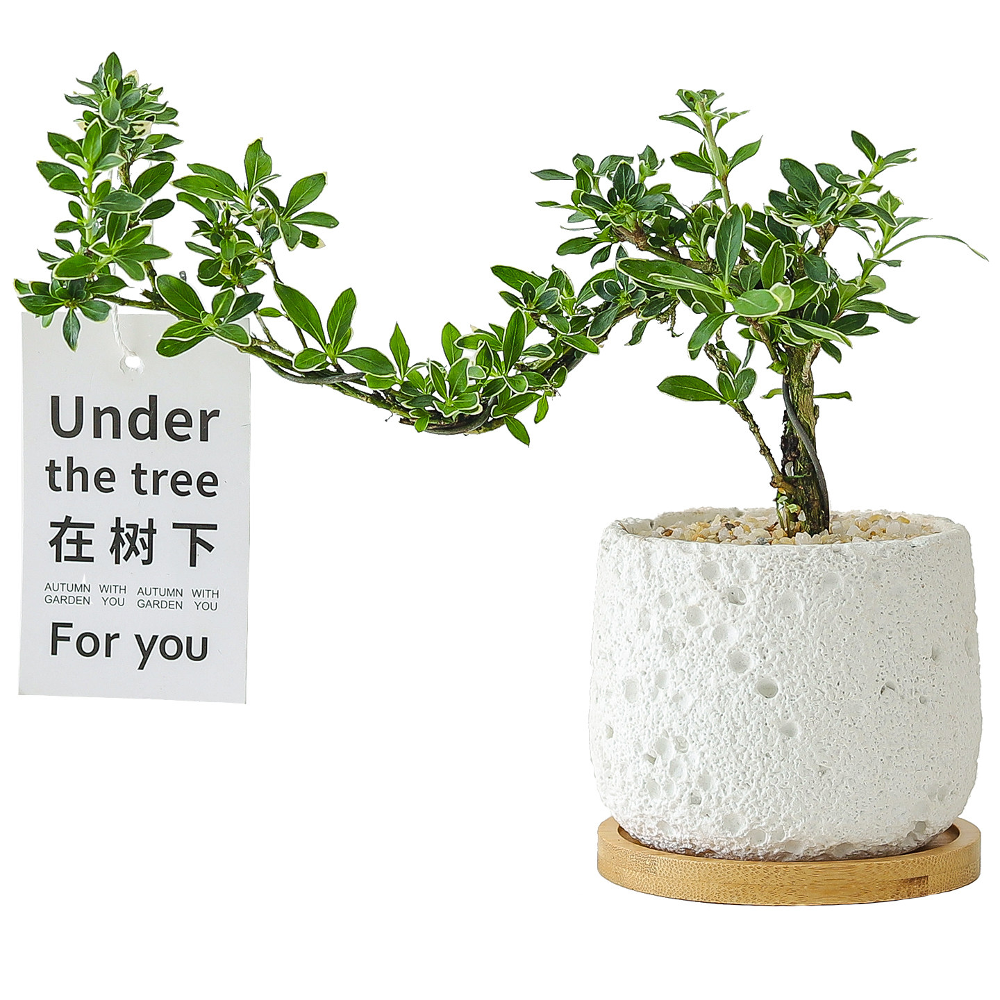 六月雪盆栽办公室内花卉四季好养活净化空气客厅桌面摆件盆景开花,淘宝优惠券,粉丝福利购,淘宝优惠卷