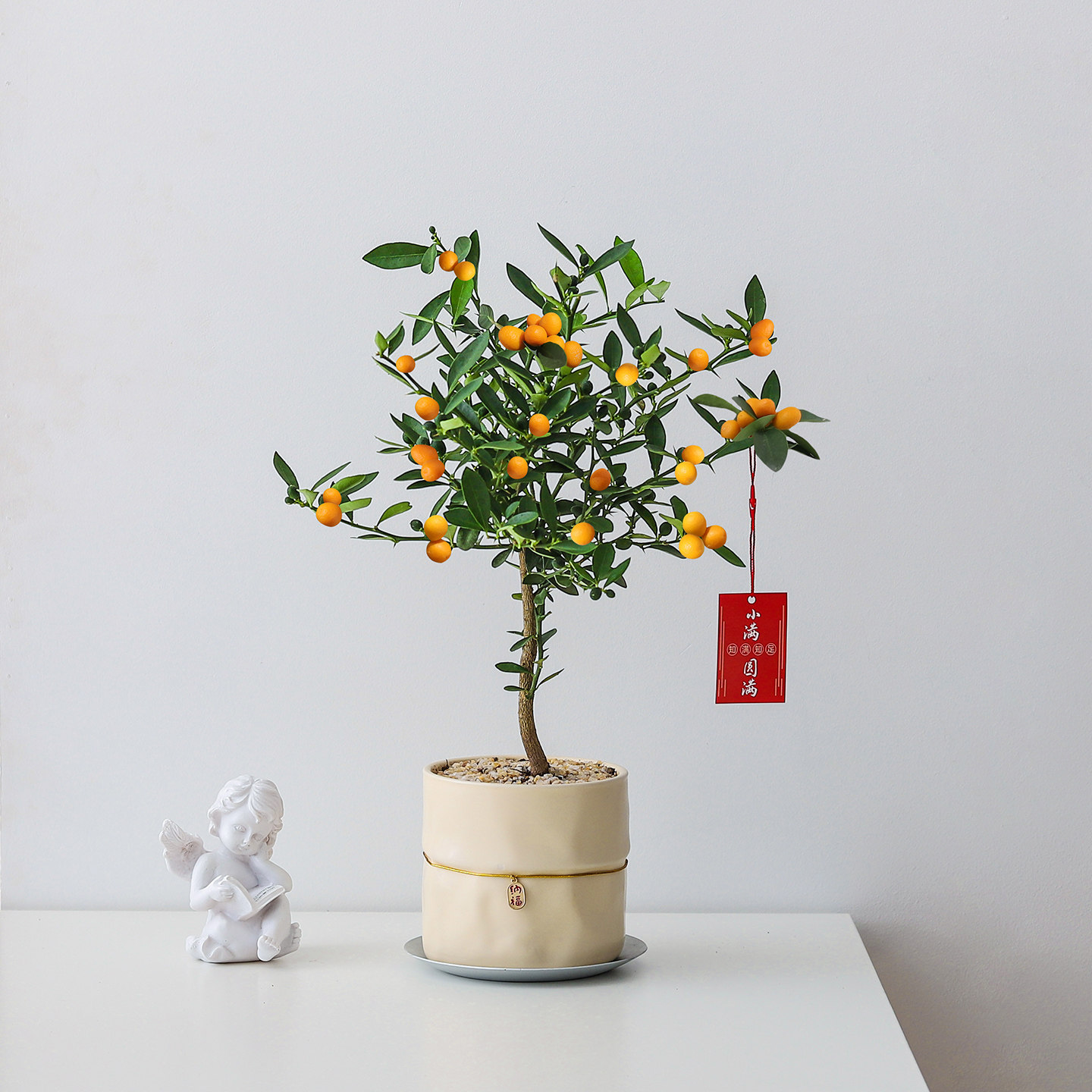 金豆盆栽带果客厅植物办公室内工位桌面四季好养绿植净化空气花卉,淘宝优惠券,粉丝福利购,淘宝优惠卷