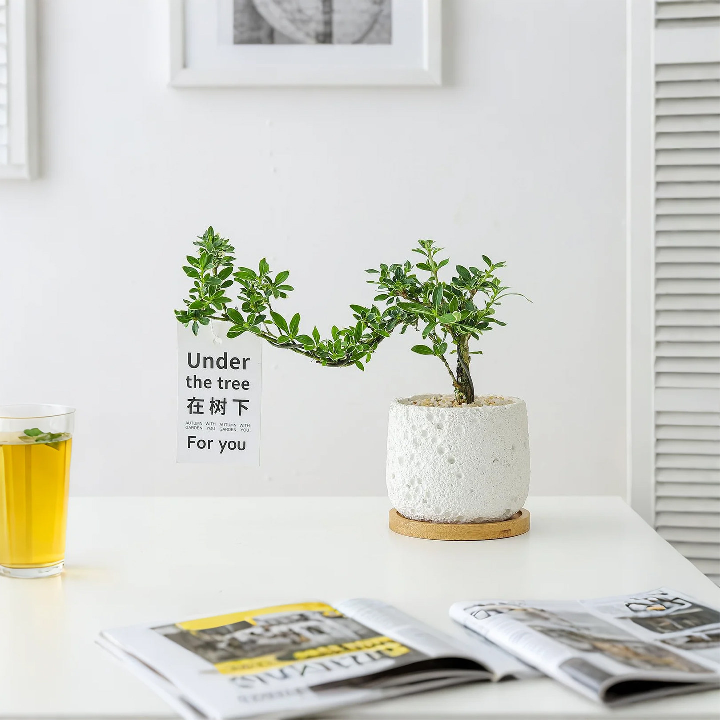 六月雪盆栽办公室内花卉四季好养活净化空气客厅桌面摆件盆景开花,淘宝优惠券,粉丝福利购,淘宝优惠卷