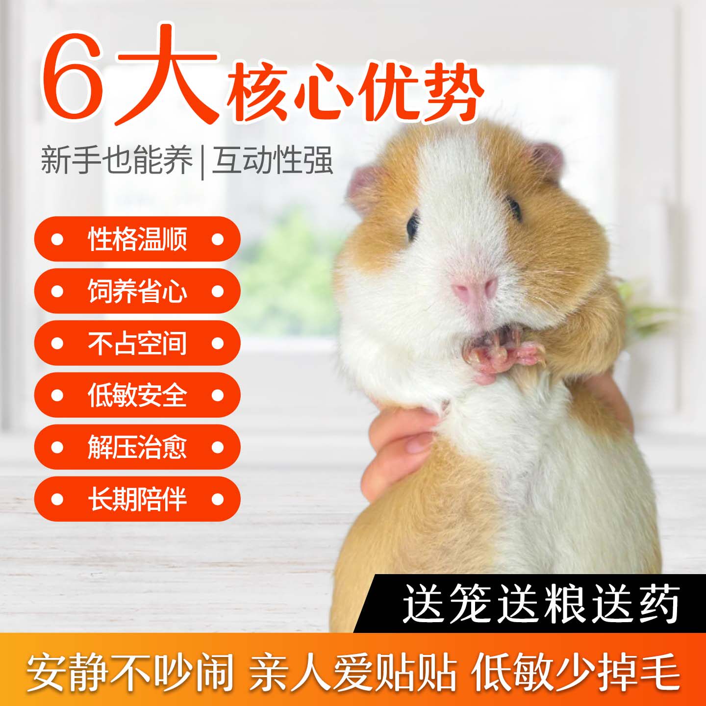 荷兰猪活物宠物荷兰鼠河南猪幼崽鼠兔卡皮巴拉天竺鼠活体加州豚鼠,淘宝优惠券,粉丝福利购,淘宝优惠卷