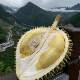 Vietnamese golden-waisted durian. Fresh shelled durian. Fruit core is too large.