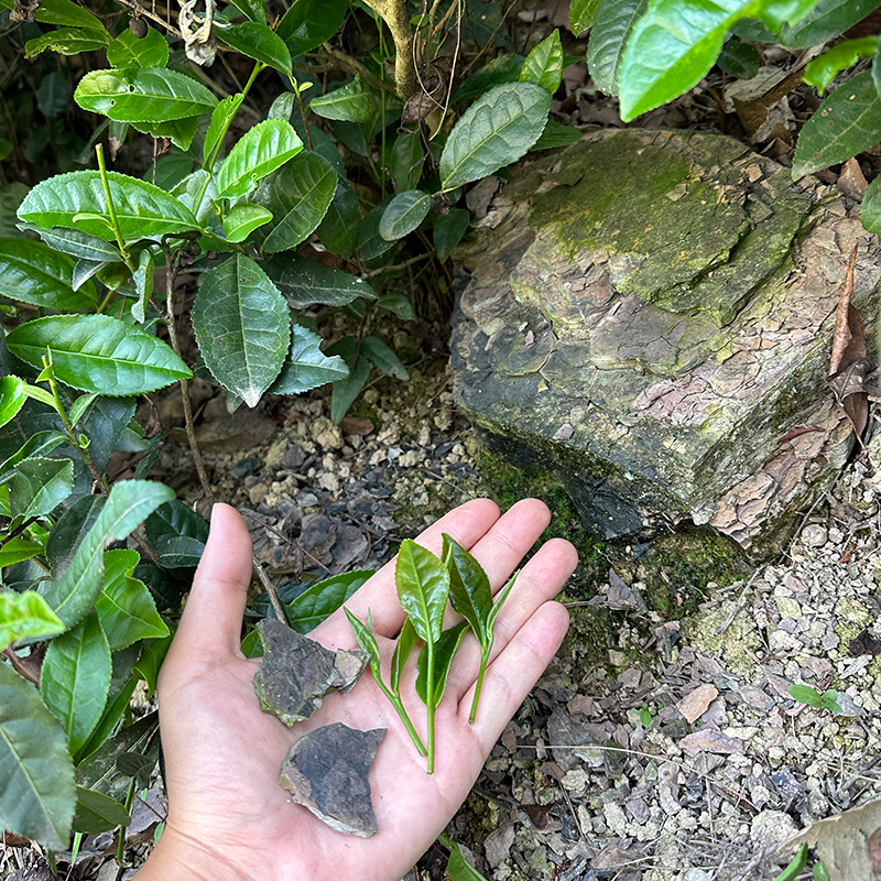 福建岩翠茶优选高山绿茶45g 明前茶2024新茶袋装口粮茶叶轻炒回甘 - 图2