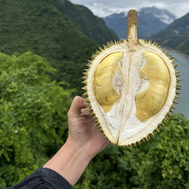 Vietnamese golden-waisted durian. Fresh shelled durian. Fruit core is too large.