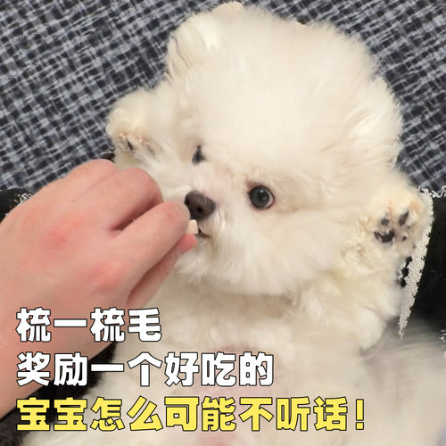 【梳毛不伤肤】Plush Puppy 宠物针梳 狗狗比熊拉毛 PP宠物针梳 - 图1