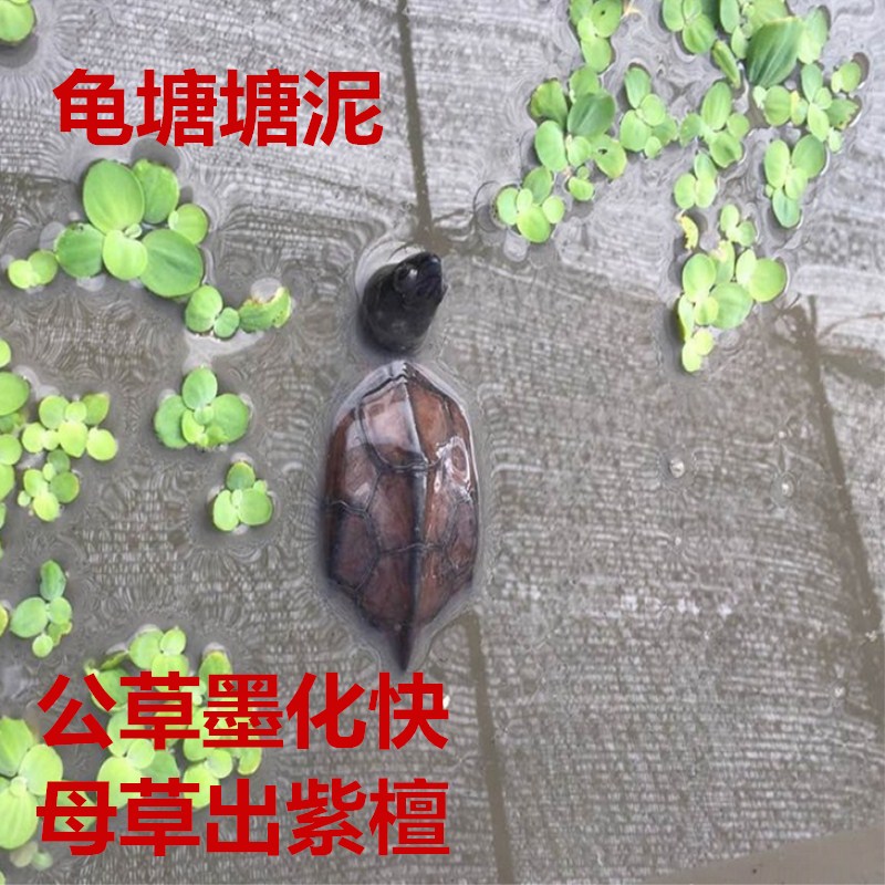 溏泥养龟乌龟冬眠生态草龟荷塘泥泥水专用发色淤泥天然干湿泥包邮 - 图0