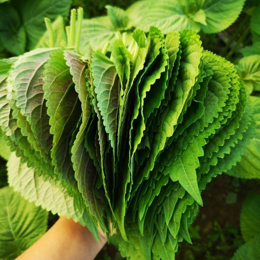 苏子叶新鲜烤肉蔬菜当季绿色叶菜农家现摘直发蘸酱烤肉