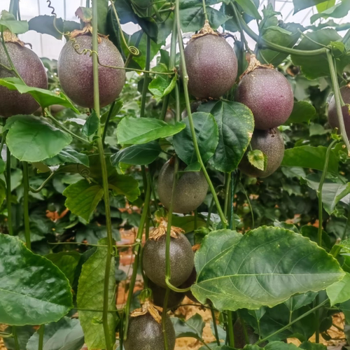 台农一号百香果嫁接苗三个月结果四季品种香甜多汁阳台庭院盆栽 - 图1