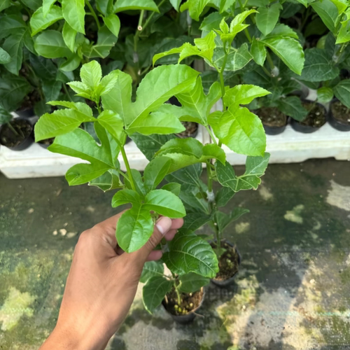 台农一号百香果嫁接苗三个月结果四季品种香甜多汁阳台庭院盆栽 - 图0