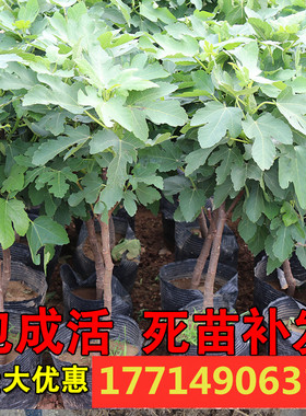 日本特大紫果树苗无花果树苗盆栽地栽果树苗产量高甜南方北方种植