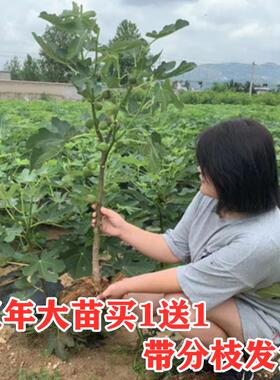 无花果树果苗盆栽特大种植苗南方稀有树苗北方地栽水果树果苗