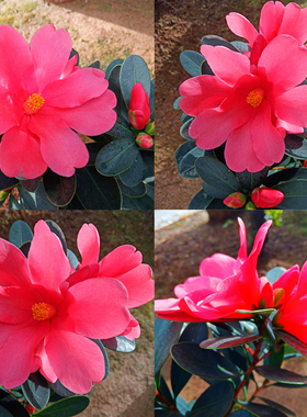 四季杜鹃茶花养易活庭院室外植物