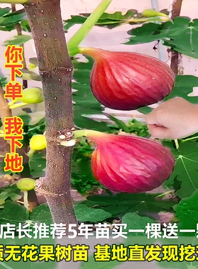 无花果树苗盆栽带原土南北种植当年结果卖相好室内阳台特大新品种