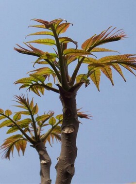 红油香椿苗果树苗椿树苗盆栽食用香椿树苗南方北方种植树苗香椿