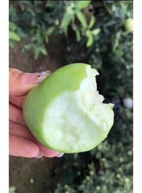 新品种奶油苹果油王林苹果树白苗盆栽地栽南方北方种植当年结果