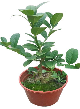 果树苗金佛手盆栽佛手盆景大苗带果发室内观果植物盆栽绿植三年苗