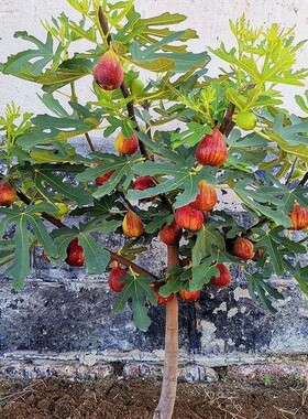 波姬红无花果树特大无花果