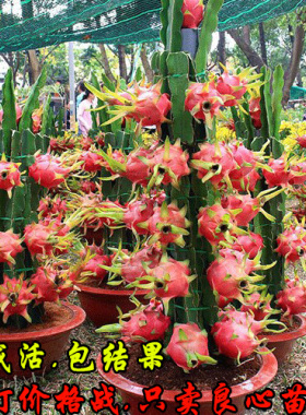 红心火龙果火龙果苗当年结果