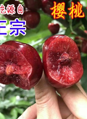 嫁接矮化车厘子特大樱桃树苗