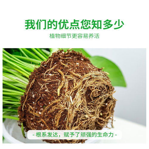 新房绿萝盆栽室内绿植净化空气水培长藤绿箩植物室内吊兰好养金钻 - 图2