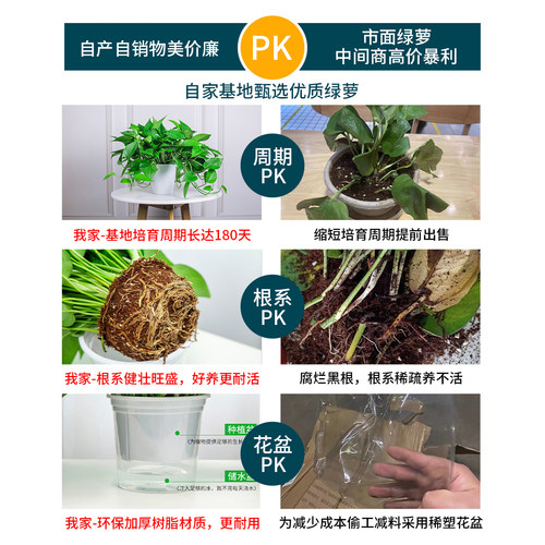 新房绿萝盆栽室内绿植净化空气水培长藤绿箩植物室内吊兰好养金钻 - 图3