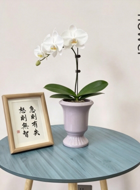 法式高级感陶瓷花瓶摆件客厅插花蝴蝶兰文心兰石斛兰简约个性花盆