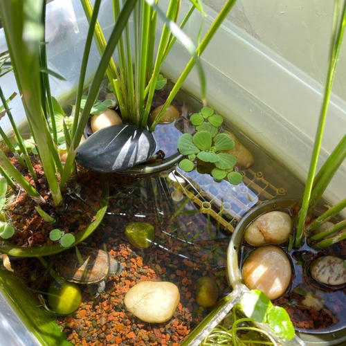 水菖蒲石菖蒲好养易活水培植物阳台养龟养鱼净化水质庭院挺水植物 - 图1