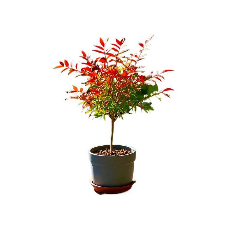 火焰南天竹盆栽客厅水培绿植物真树苗室内外庭院耐寒老桩竹子花卉,淘宝优惠券,粉丝福利购,淘宝优惠卷