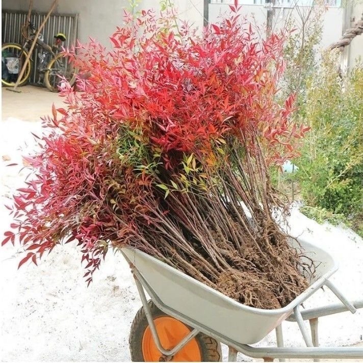 火焰南天竹盆栽客厅水培绿植物真树苗室内外庭院耐寒老桩竹子花卉,淘宝优惠券,粉丝福利购,淘宝优惠卷