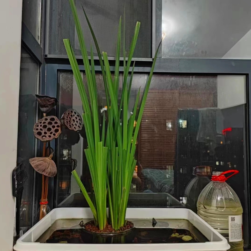 水菖蒲石菖蒲好养易活水培植物阳台养龟养鱼净化水质庭院挺水植物 - 图0