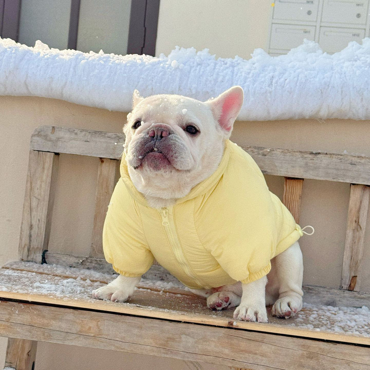 法斗衣服加厚外套巴哥棉服冬季斗牛犬棉衣保暖宠物狗大码胖狗衣服,淘宝优惠券,粉丝福利购,淘宝优惠卷