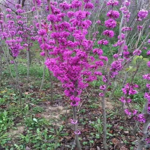 紫荆花树苗大门风景树庭院室外开花耐寒南北方好养工程苗圃易成活 - 图0