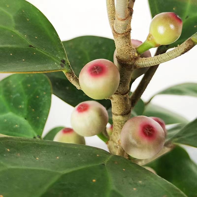 小叶菩提树发财树盆栽植物室内小叶紫檀招财懒人绿植花卉四季长青