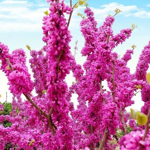 紫荆花树苗大门风景树庭院室外开花耐寒南北方好养工程苗圃易成活 - 图1