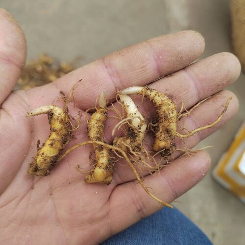 大别山多花黄精盆景苗姜形老虎姜黄精倒苗100棵 花卉盆栽绿植 - 图2