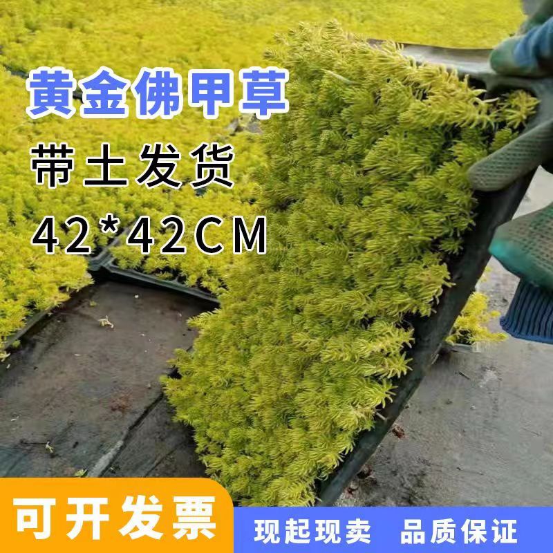 黄金佛甲草耐热耐寒绿植绿化别墅庭院屋顶隔热盆栽地栽植物地被 - 图0