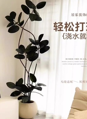 黑金刚橡皮树室内大型绿植客厅造型办公室阳台植物真绿植四季好养